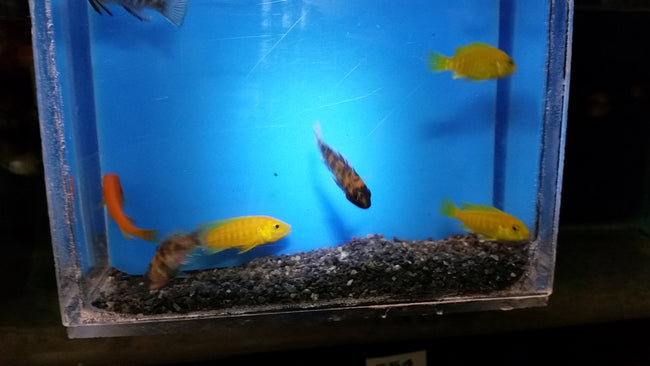 African Cichlids Fancy Assorted
