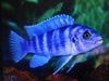 African Cichlids Fancy Assorted