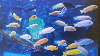 African Cichlids Fancy Assorted