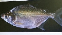 African Moonfish