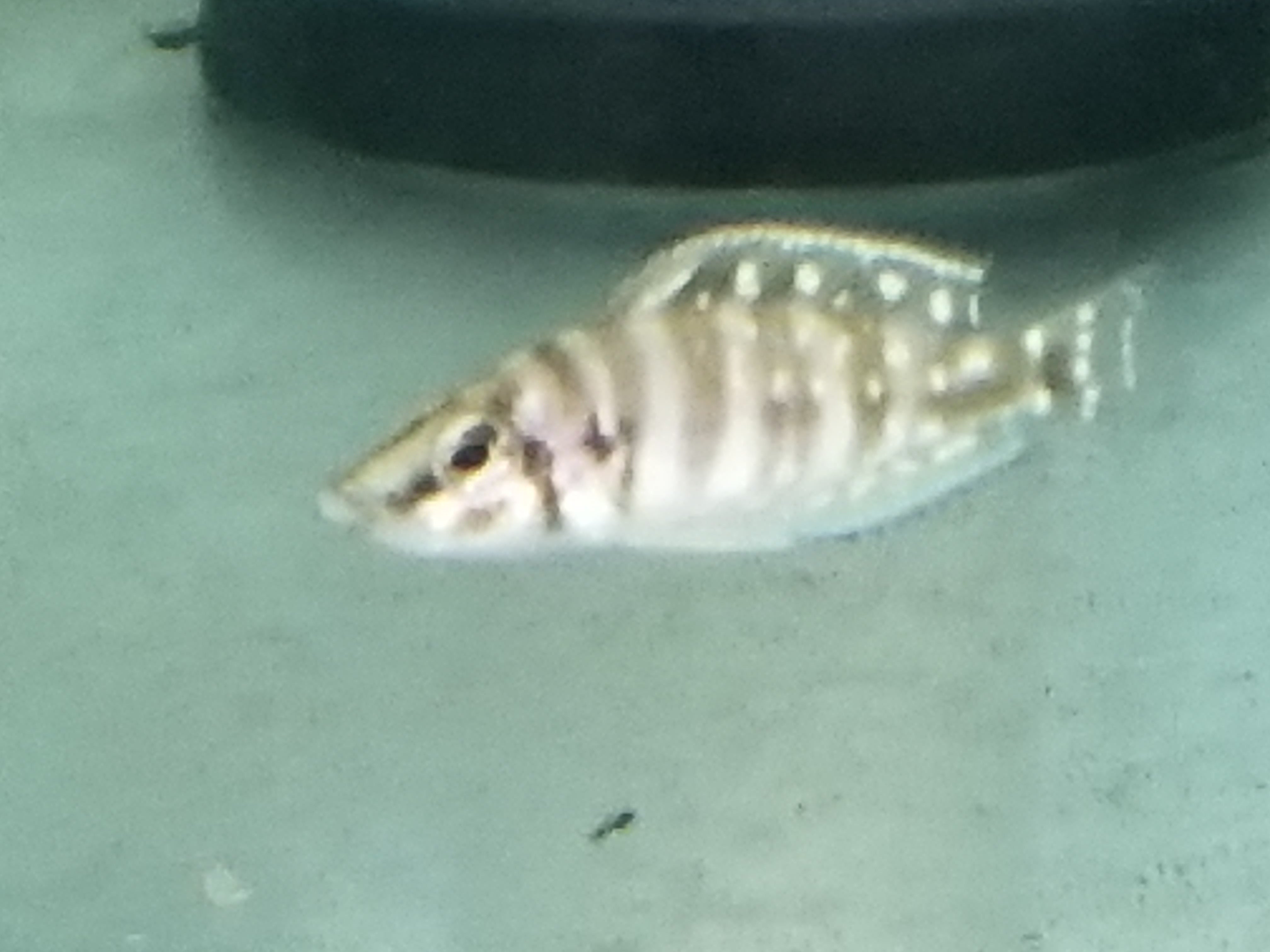 Altolamprologus calvus Black