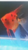 Angel Koi Super Red