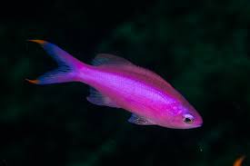 Anthias Purple Queen Bali