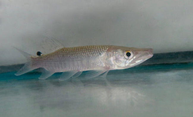 African Pike