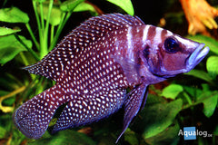 Altolamprologus calvus Black