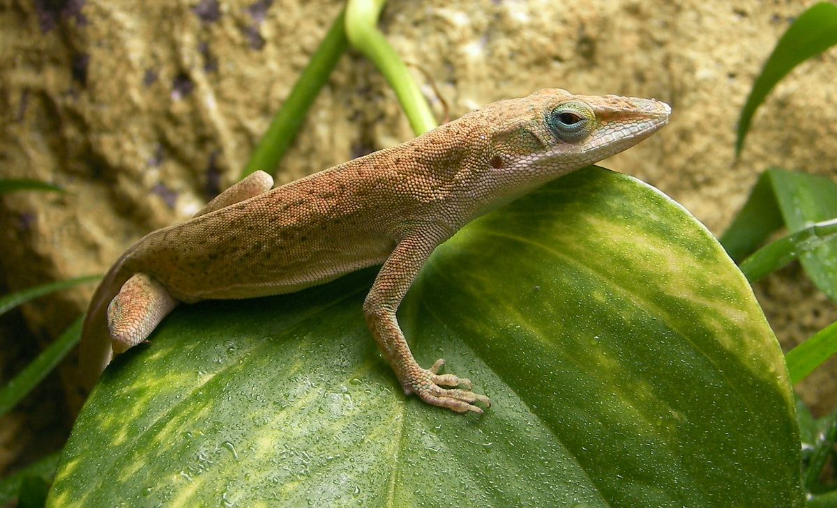 Green Anoles - petkiosklive