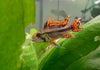 Apisto. Agassizi Double Red
