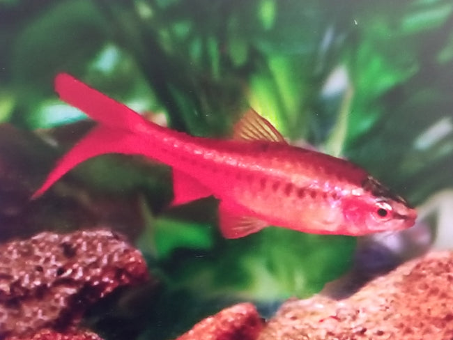 Barb Cherry Long Fin (Puntius titteya var. longfin)