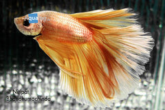 Betta Crowntail Copper Goldal - petkiosklive