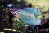 Betta Female Scissortail