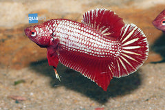 Betta Red Dragon - petkiosklive