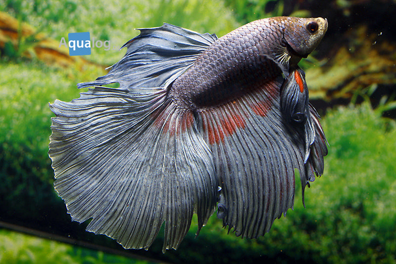 Betta Rose Tail Grade Aale - petkiosklive