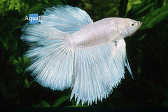 Betta White Orchidale - petkiosklive