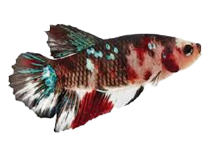 Betta Koi Galaxy Male - petkiosklive