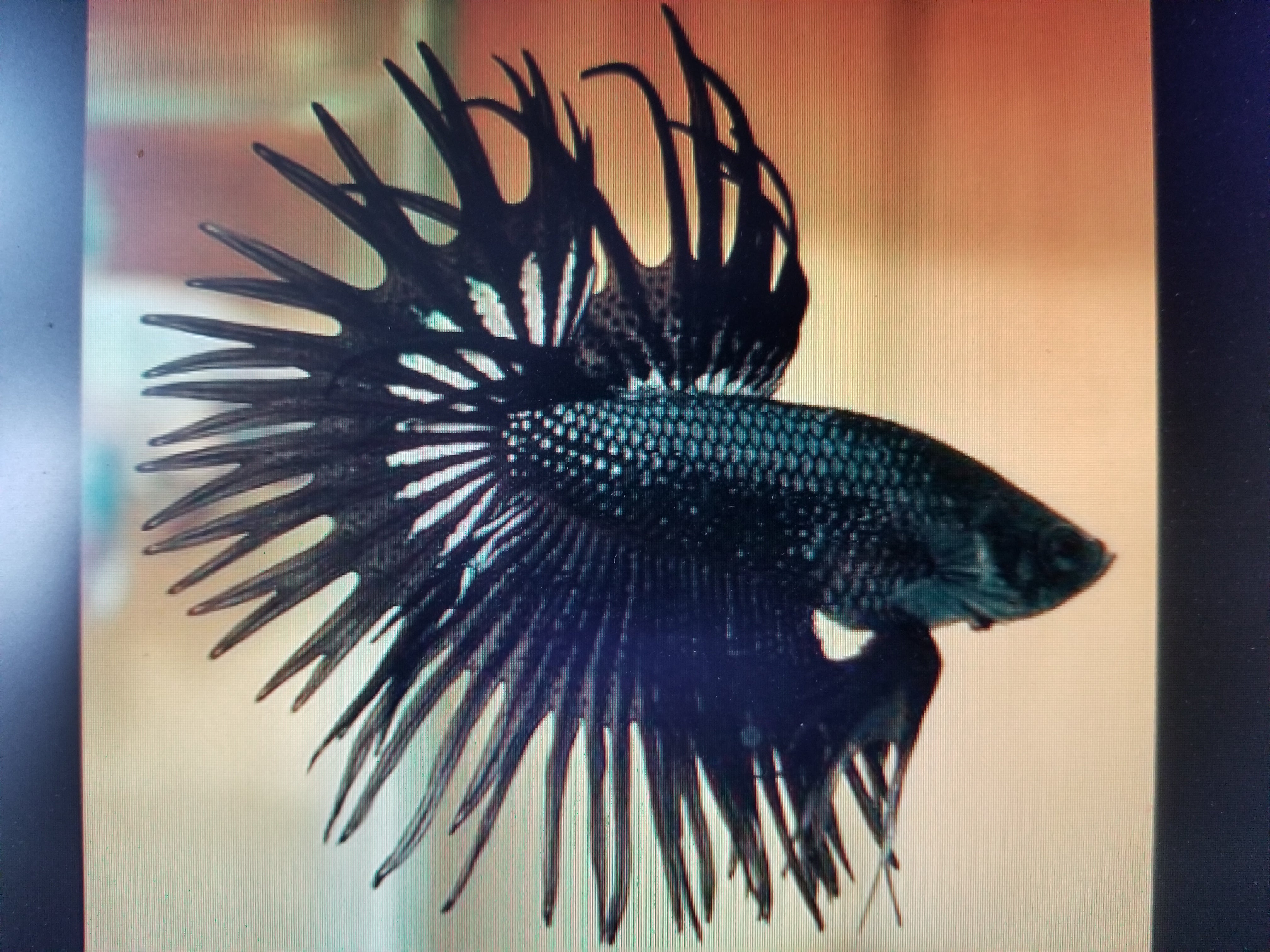 Betta Black Orchid Crowntail - petkiosklive