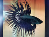 Betta Black Orchid Crowntail