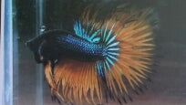 Betta Crown tail mustard Gas male - petkiosklive