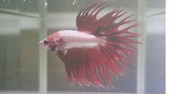 Betta Crowntail Red Dragon - petkiosklive