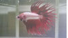 Betta Crowntail Red Dragon