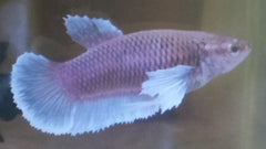 Betta Dumbo Female - petkiosklive