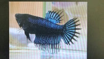 BETTA FEMALE BLACK ORCHID