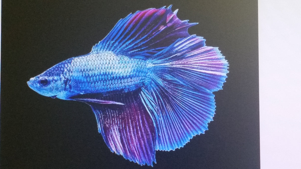 Betta Halfmoon