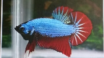 Betta Halfmoon Grade A - petkiosklive