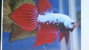 Betta Dragon Longtail - petkiosklive