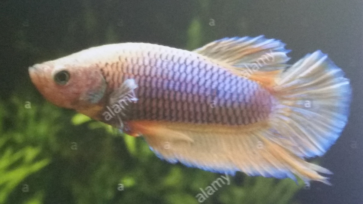 Betta Shorttail Koi - petkiosklive