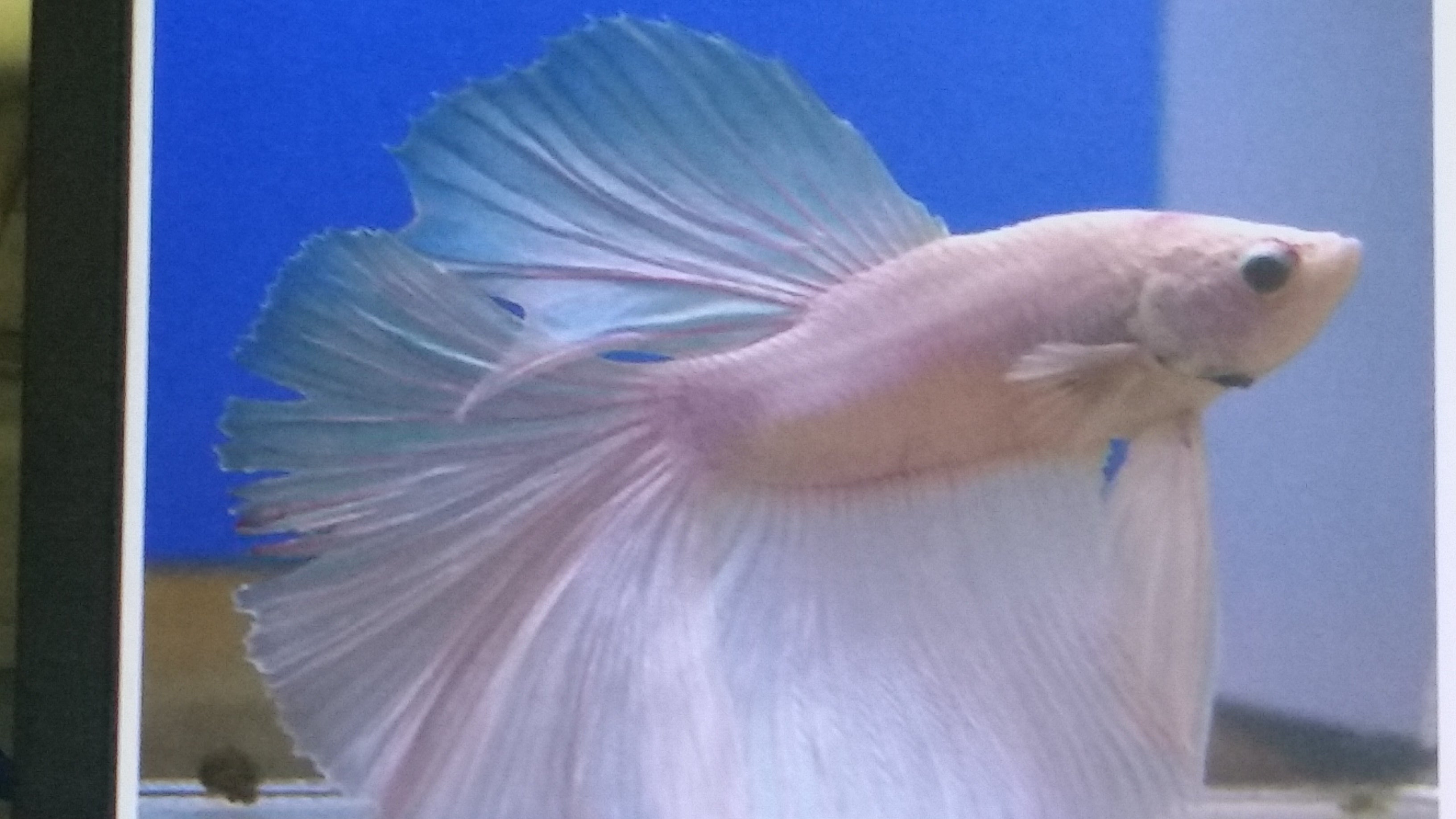 Betta White Pearl Male - petkiosklive