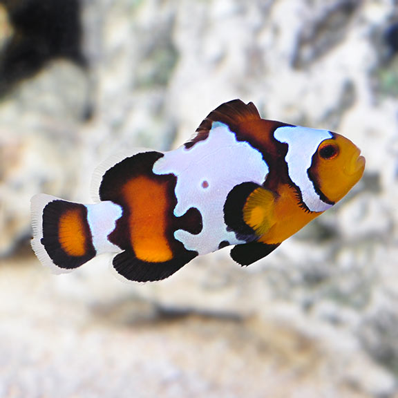 Clownfish Black Ice Ultra Local