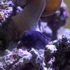 Blenny Flametail