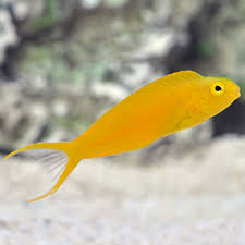 Blenny Yellow Canary Tonga