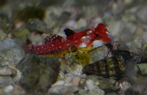 Blenny Red Scooter