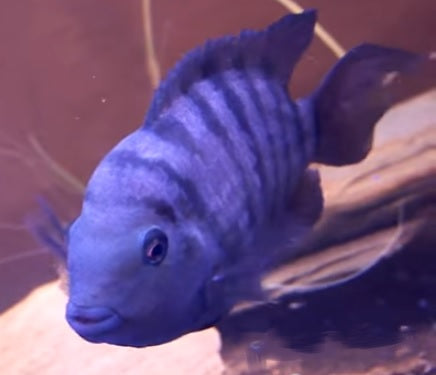 Convict Blue