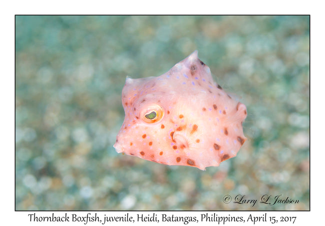 Boxfish Thornbacked Bali