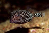 Boxfish Black