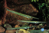 Brackish Asia Needle Nose Gar