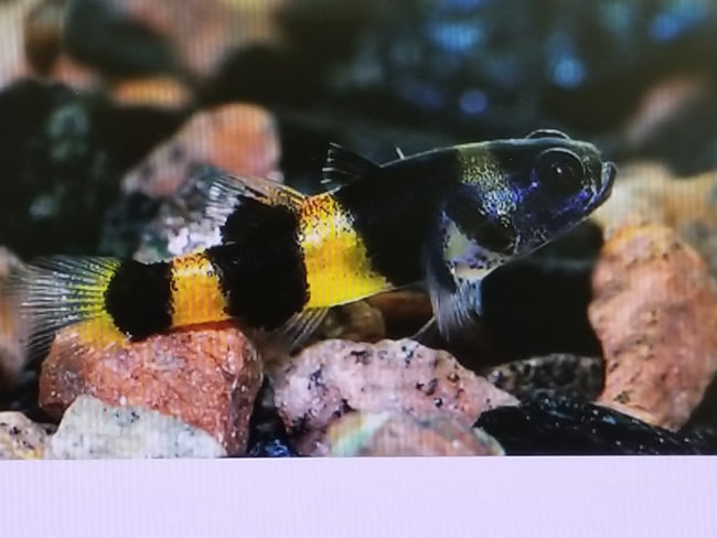 Brackish Bumble Bee Goby