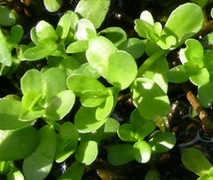 Bacopa - petkiosklive