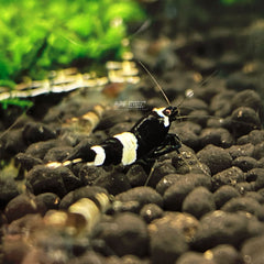 Shrimp Black Crystal - petkiosklive