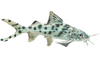 Catfish Angelica Pictus