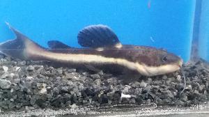 Catfish South American Redtail