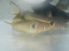 Catfish Sun