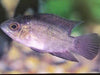 Chocolate Cichlid