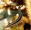 Clingfish Yellow