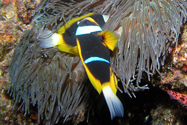 Clownfish Allardi