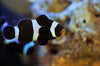 Clownfish Black Ocellaris Local