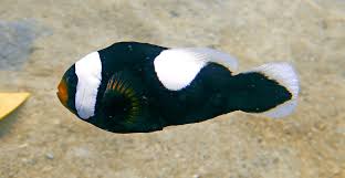 Clownfish Black Polymus