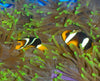 Clownfish Clarkii Bali